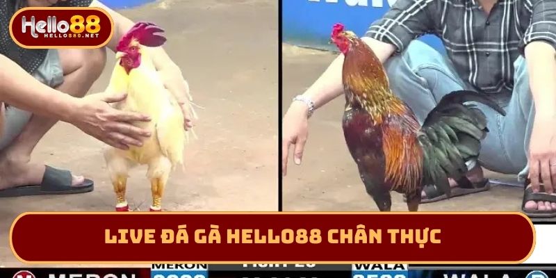 Live đá gà Hello88 chân thực